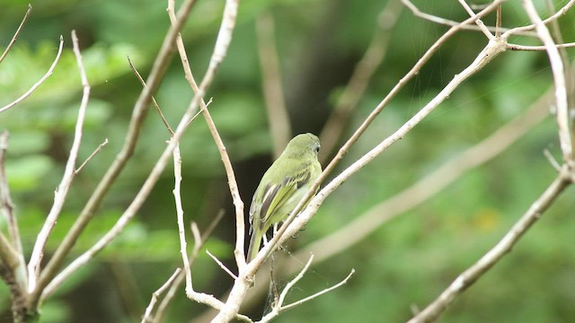 Olivscheitel-Breitschnabeltyrann - ML424906501