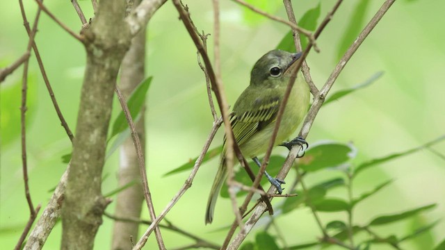 Olivscheitel-Breitschnabeltyrann - ML424906531