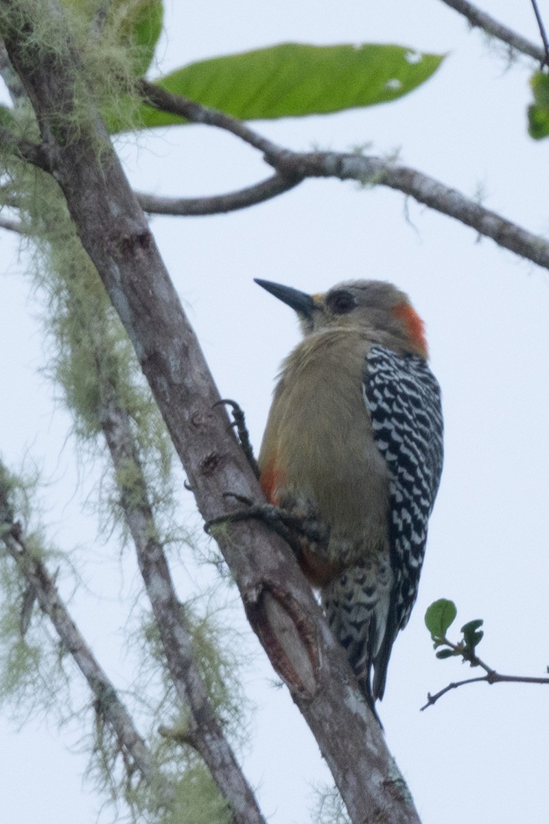 Red-crowned Woodpecker - ML424906871
