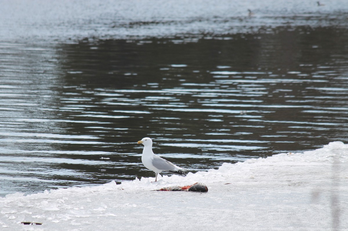 Herring Gull - ML424906891