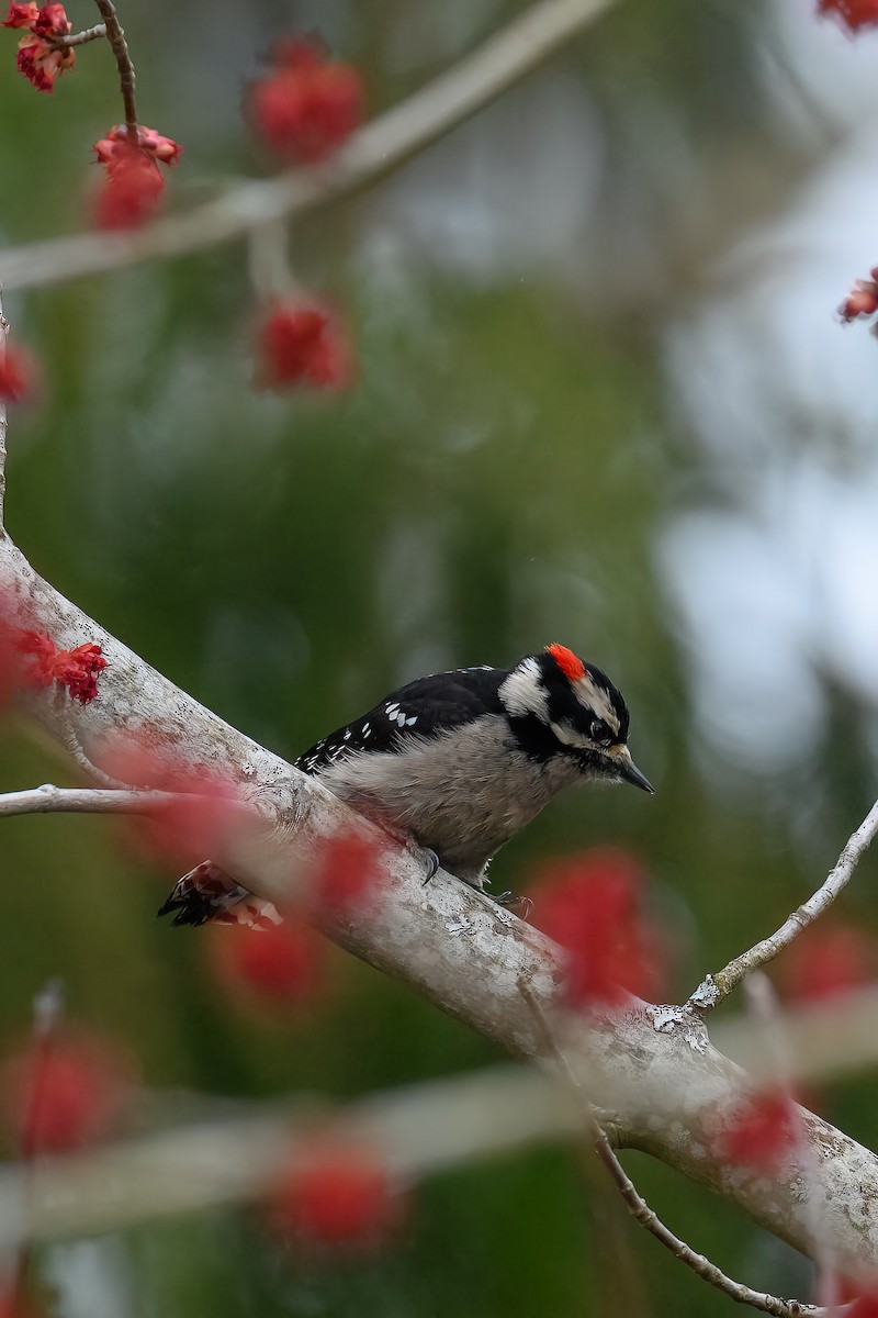 Downy Woodpecker - JD Hascup