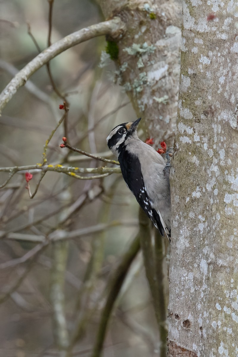 Downy Woodpecker - JD Hascup