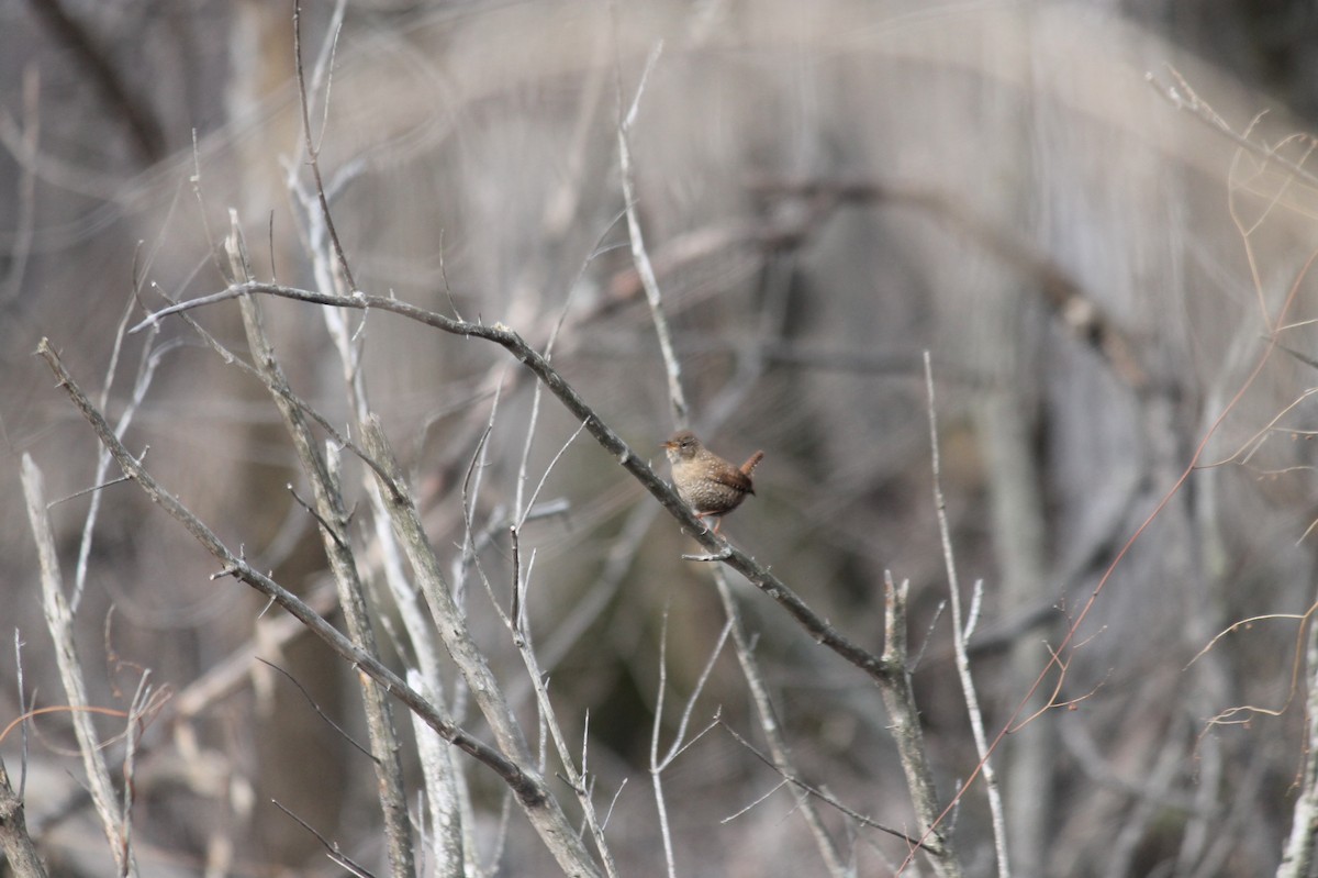 Winter Wren - ML424908681