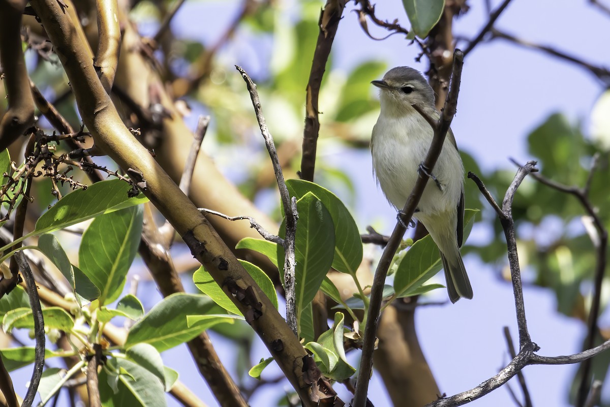 Ötücü Vireo [swainsoni grubu] - ML424908841