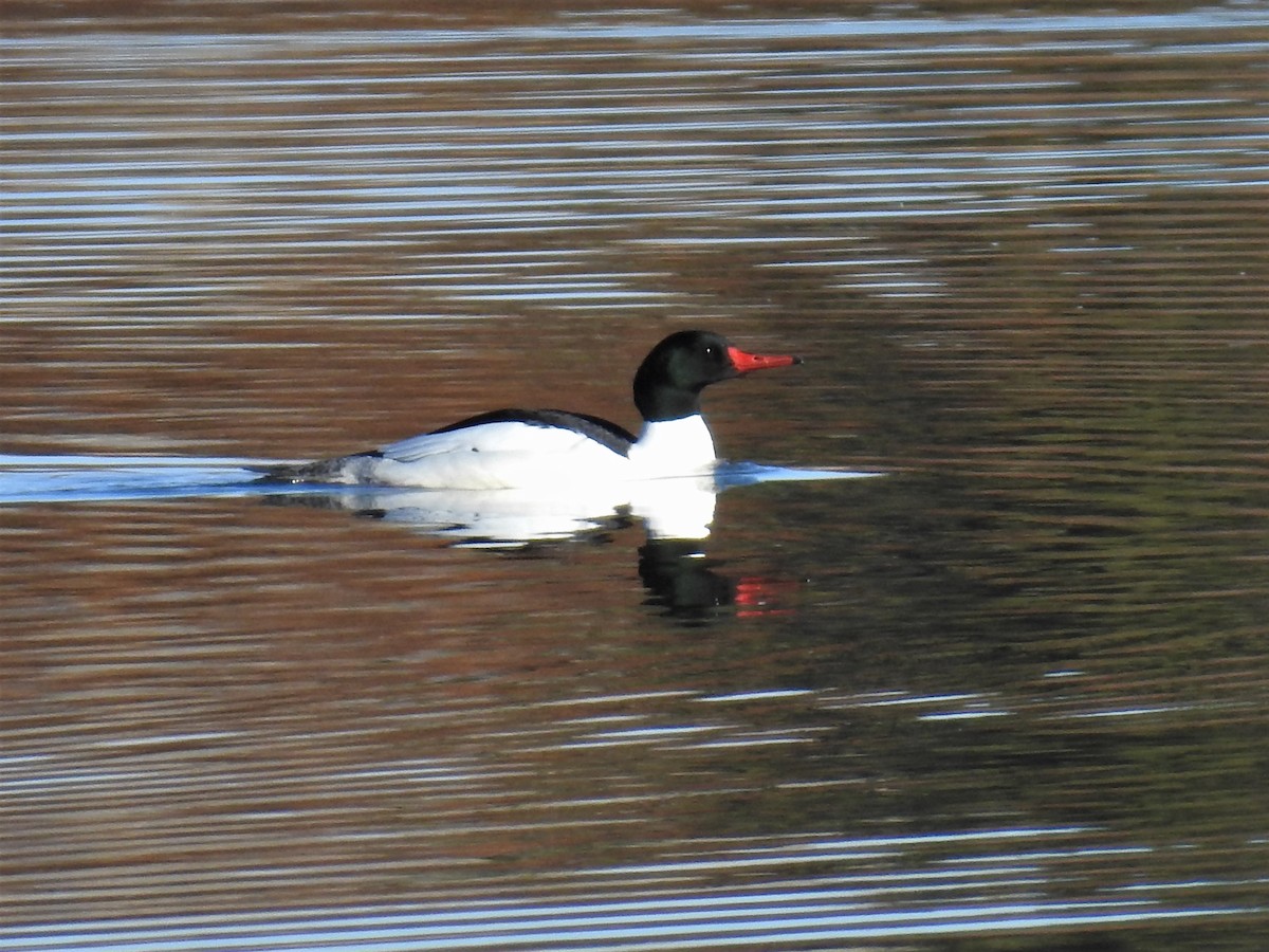 Common Merganser - ML424909821