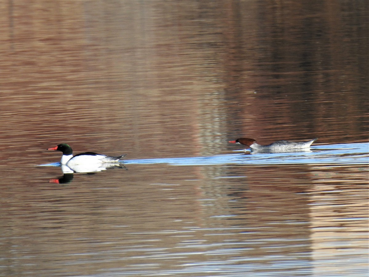 Common Merganser - Jane Baryames