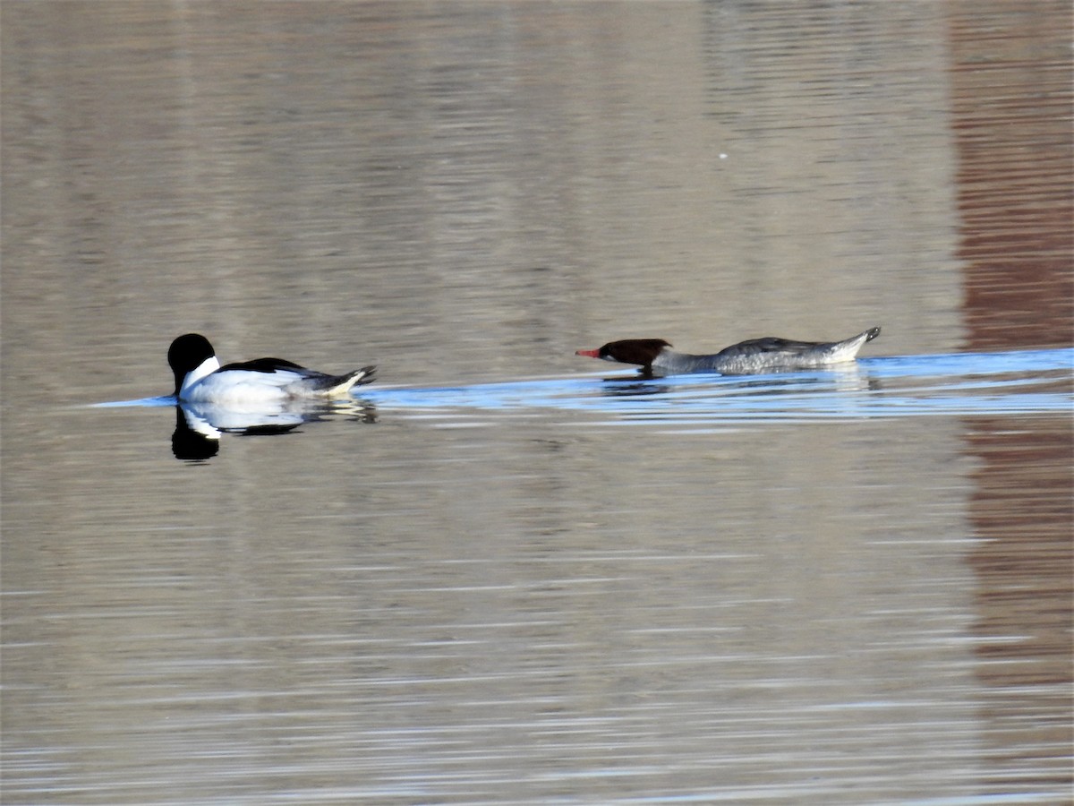 Common Merganser - ML424909881