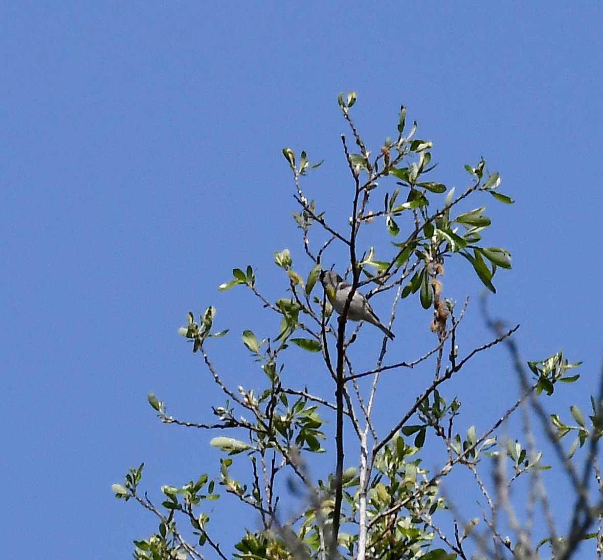 Lawrence's Goldfinch - ML424910101