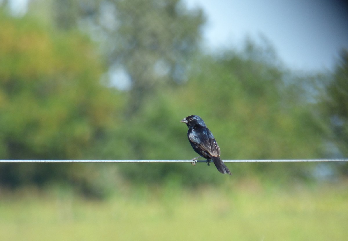 Blue-black Grassquit - ML424911891