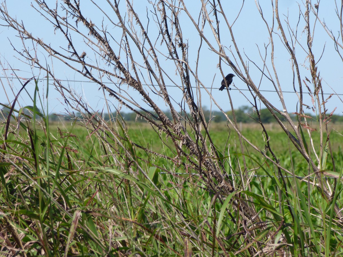 Blue-black Grassquit - ML424911971