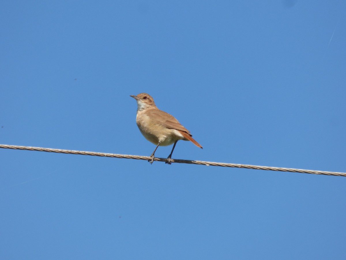 Rufous Hornero - ML424912421