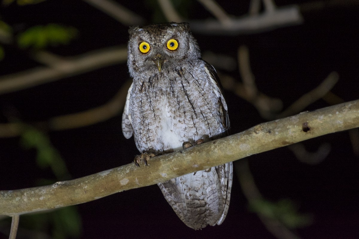 Pacific Screech-Owl - ML424912671
