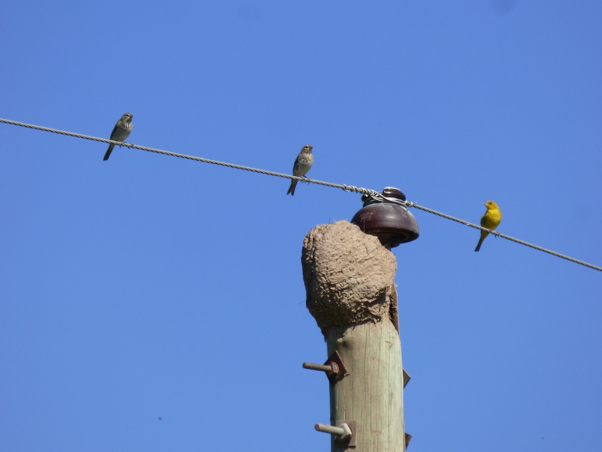 Saffron Finch - ML424915031