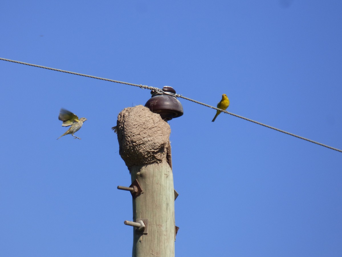 Saffron Finch - ML424915071