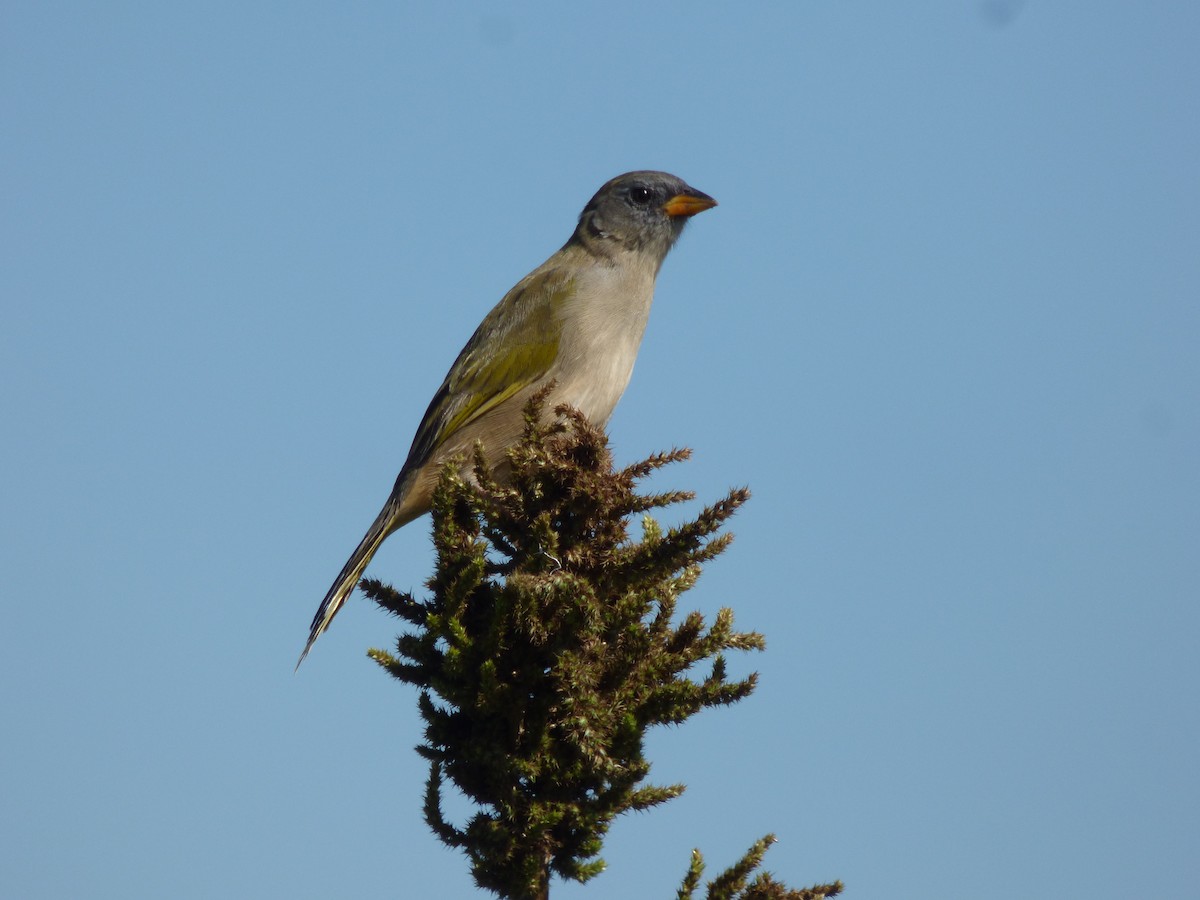 Great Pampa-Finch - ML424915361