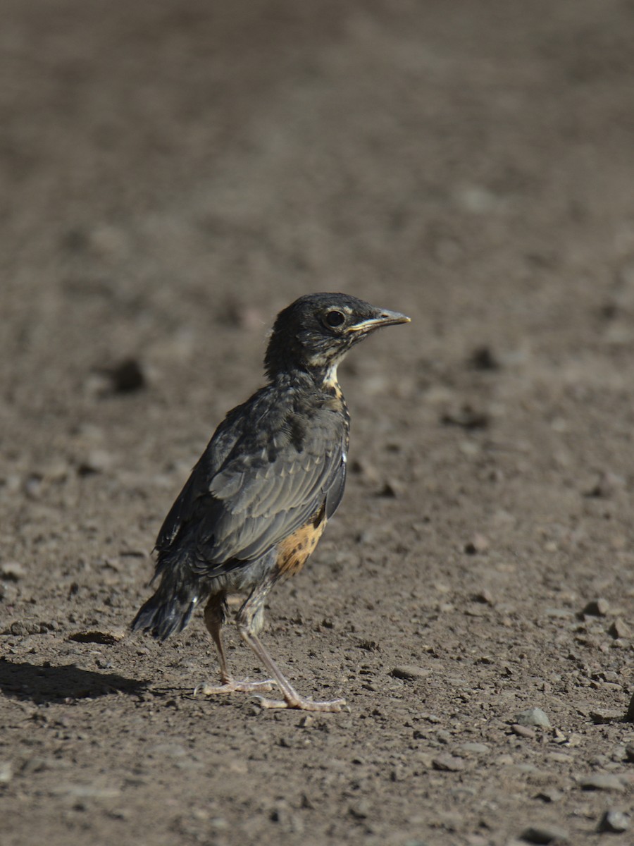 American Robin - ML424915721