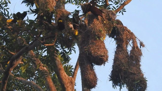 Montezuma Oropendola - ML424915731