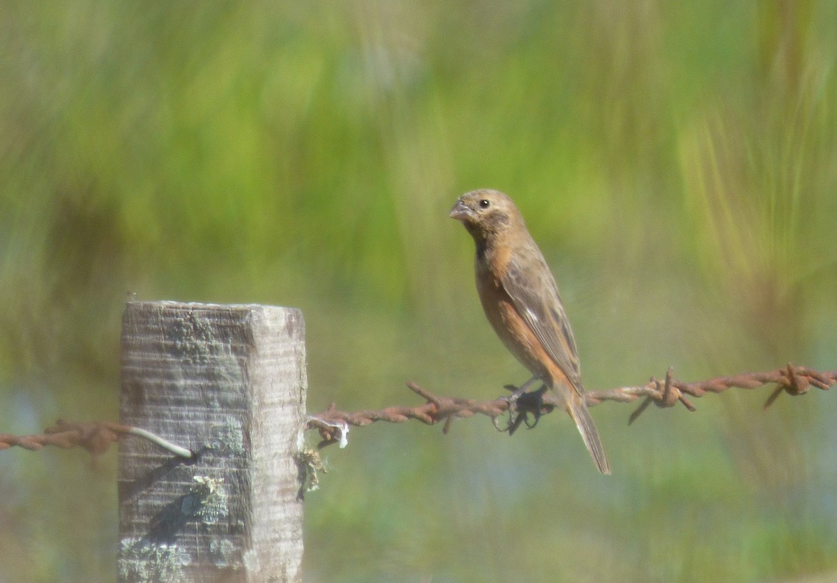 Dark-throated Seedeater - ML424915891