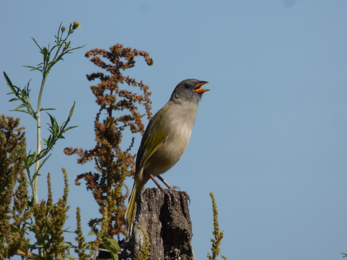 Great Pampa-Finch - ML424915921