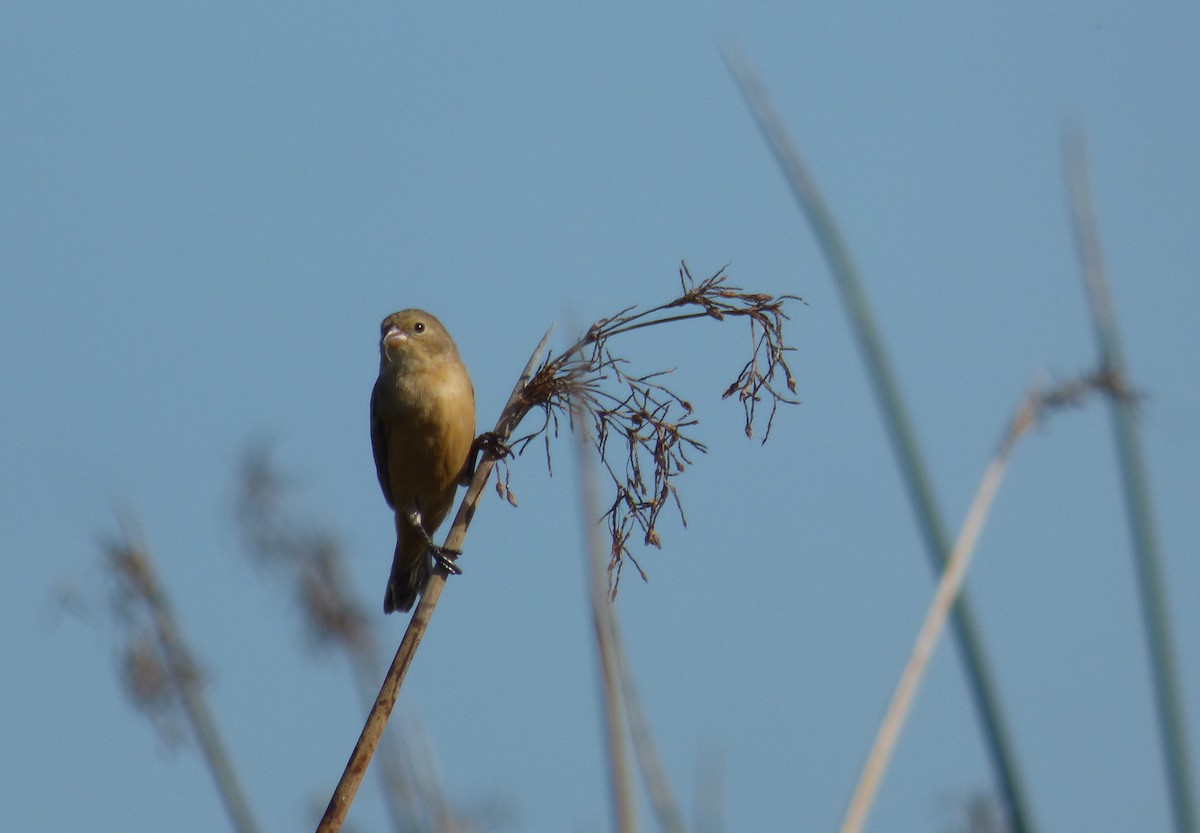 Dark-throated Seedeater - ML424916191