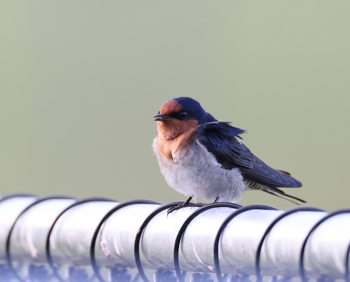 Welcome Swallow - ML424916841