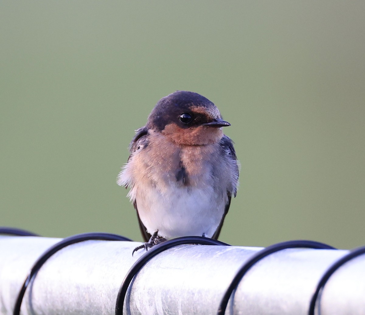 Welcome Swallow - ML424916911