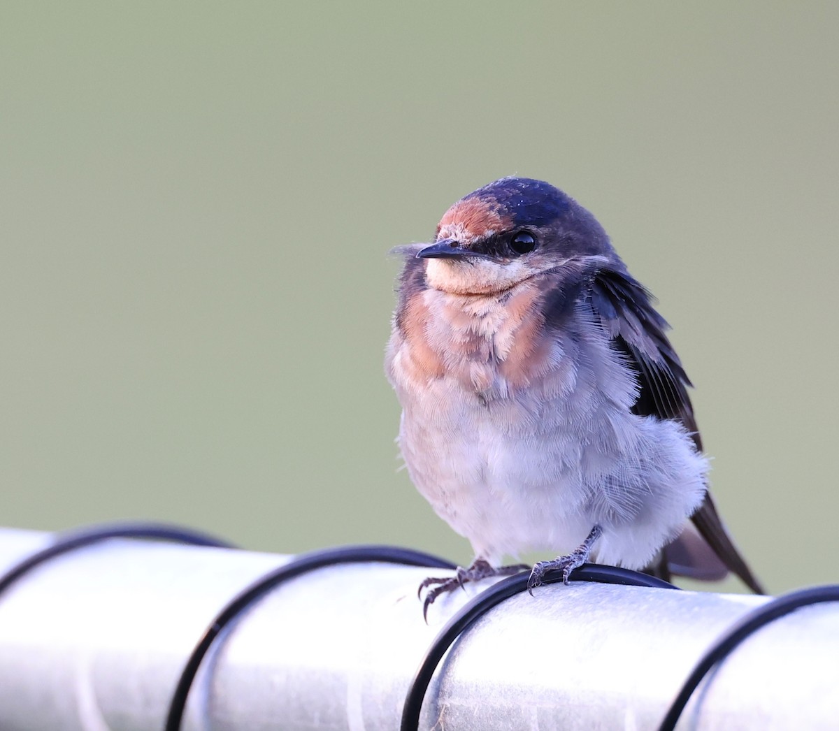 Welcome Swallow - ML424917061