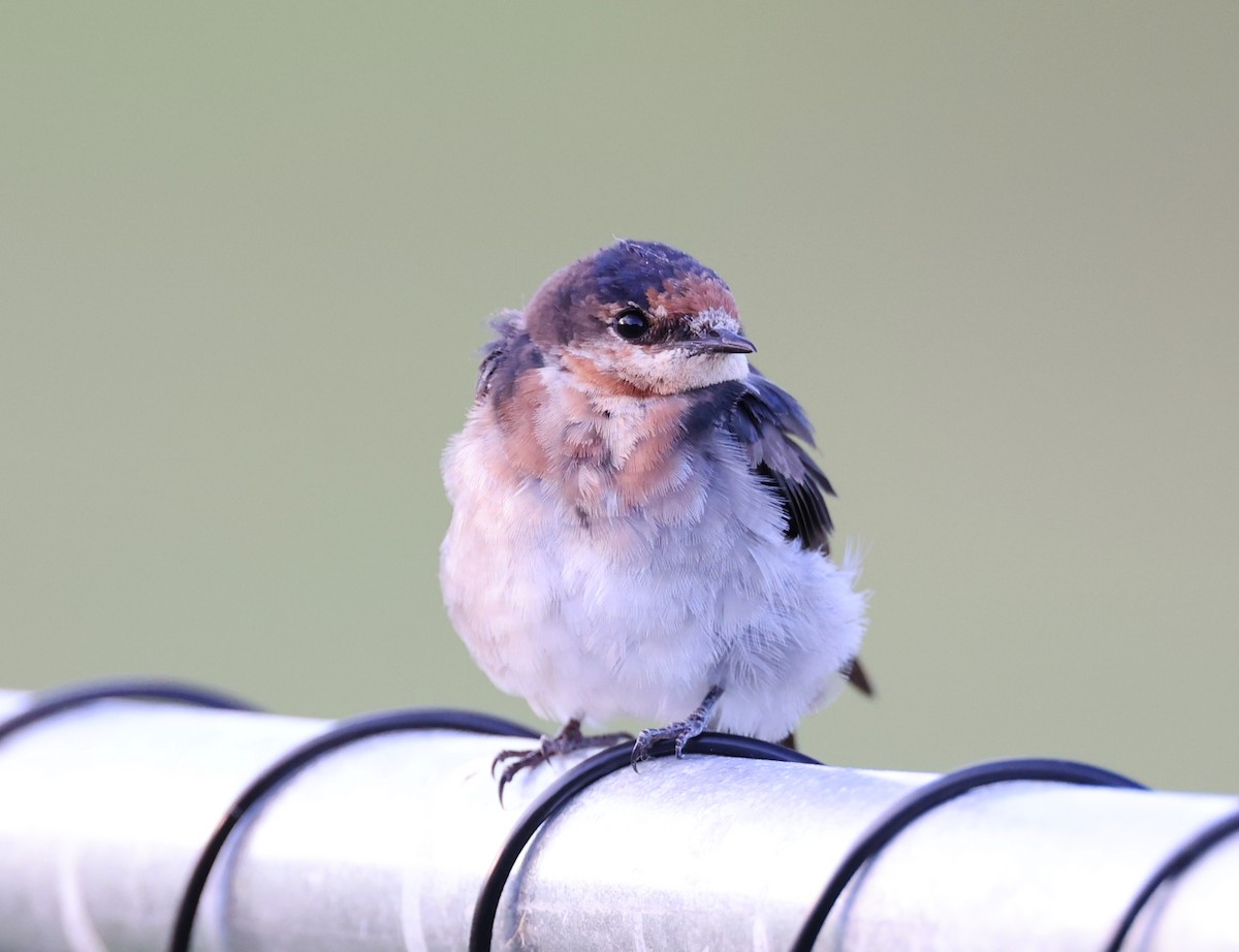 Welcome Swallow - ML424917261