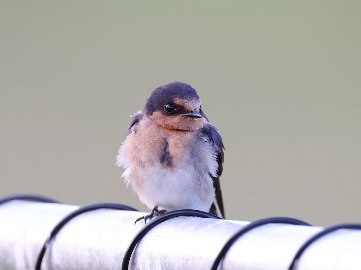 Welcome Swallow - ML424917301