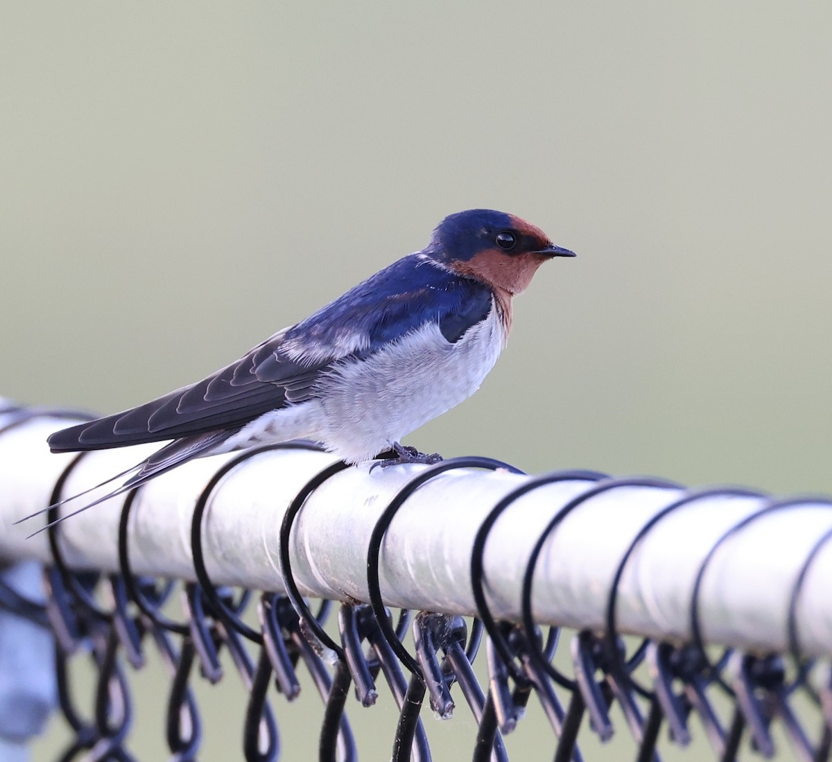 Welcome Swallow - ML424917311
