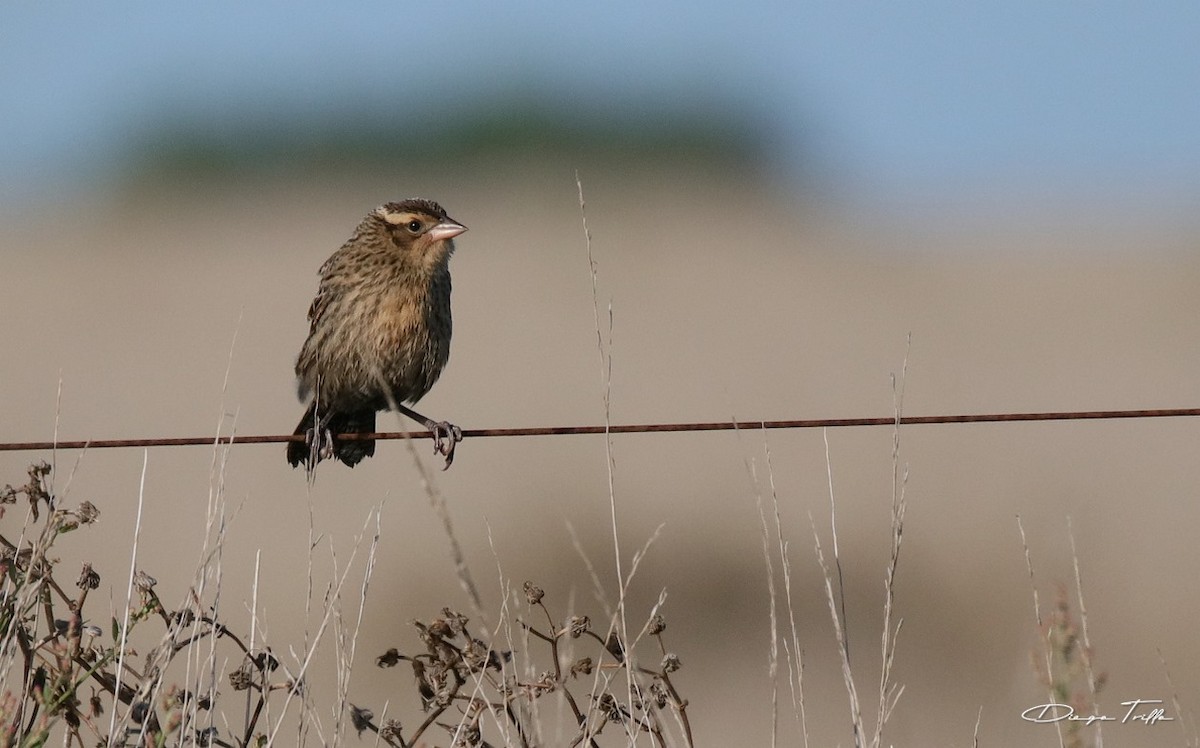 White-browed Meadowlark - ML424917601