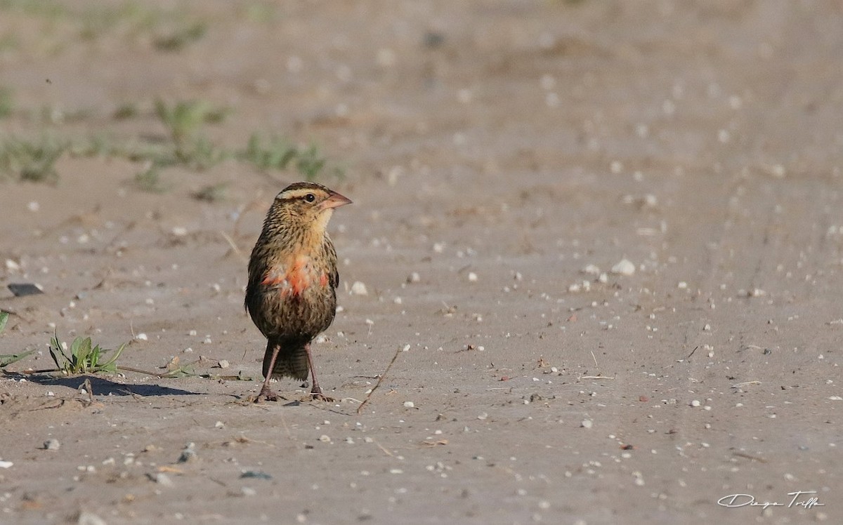 White-browed Meadowlark - ML424917611