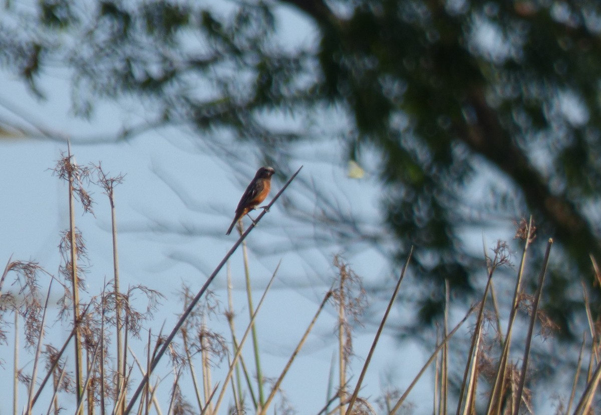 Dark-throated Seedeater - Pablo Hernan Capovilla