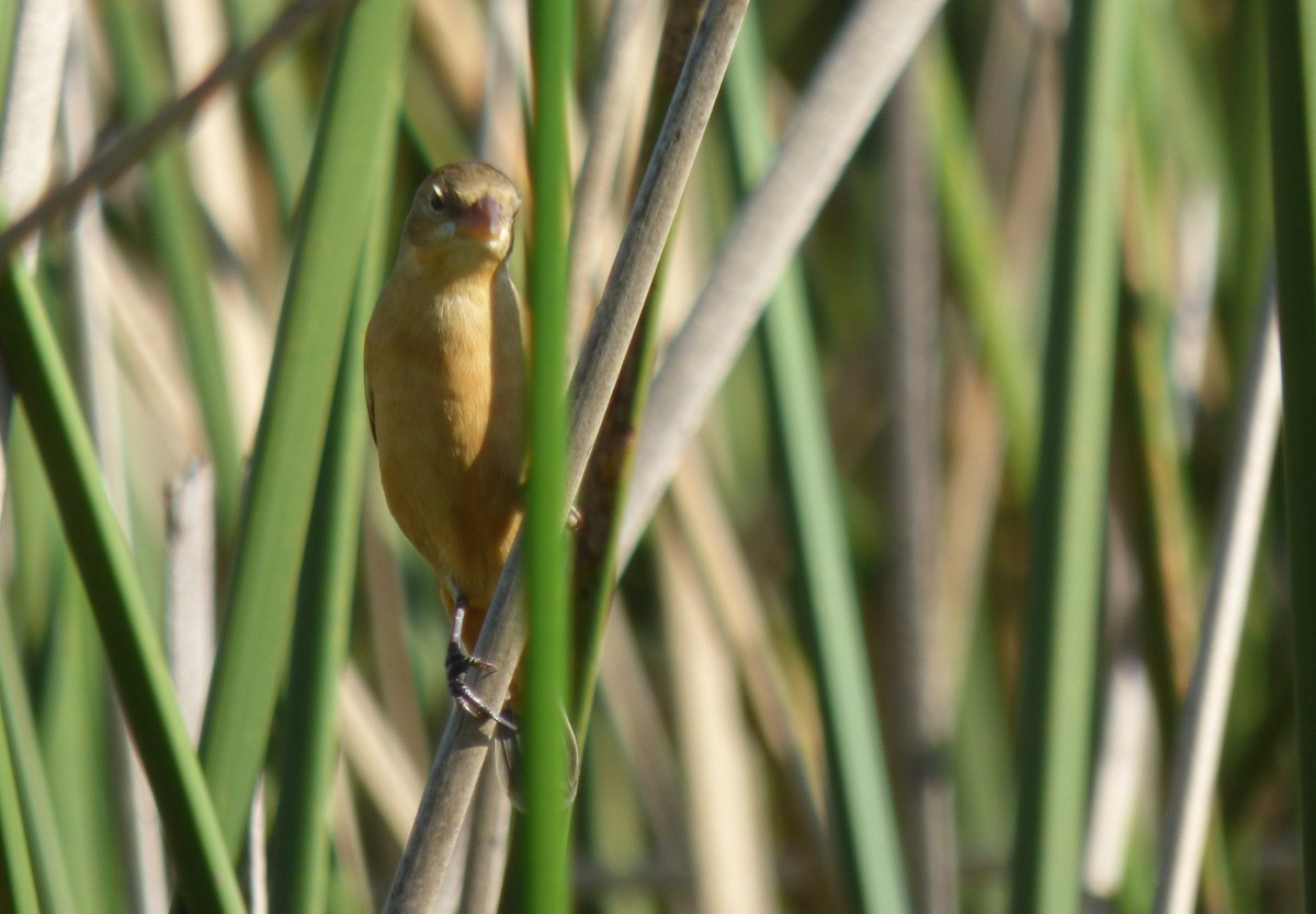 Dark-throated Seedeater - ML424918321