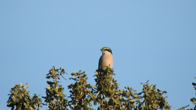 Iberian Gray Shrike - ML424918801