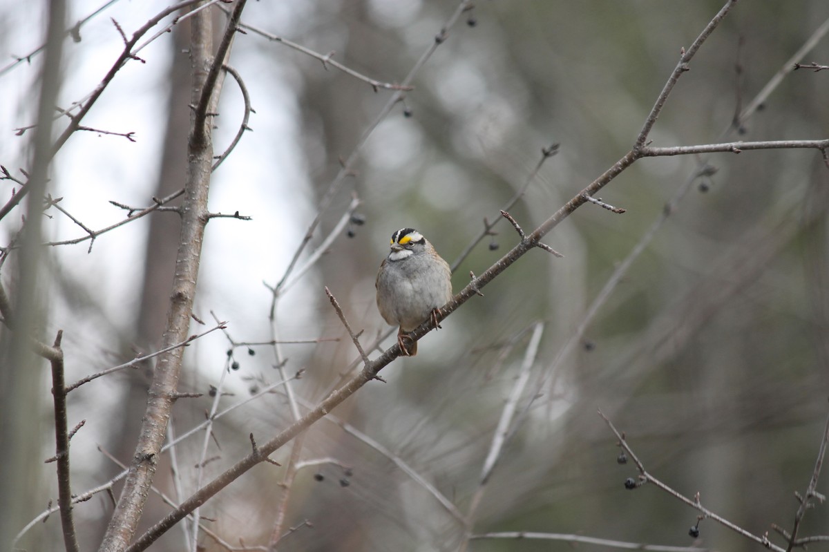 White-throated Sparrow - ML424919321