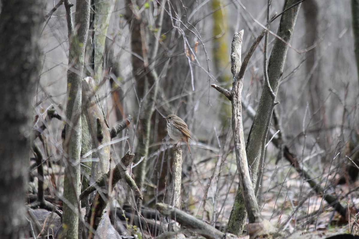 Hermit Thrush - ML424919701