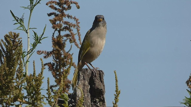 Great Pampa-Finch - ML424919711