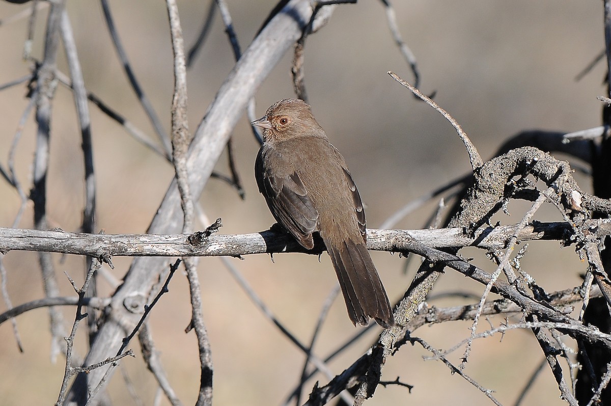 California Towhee - ML424920011