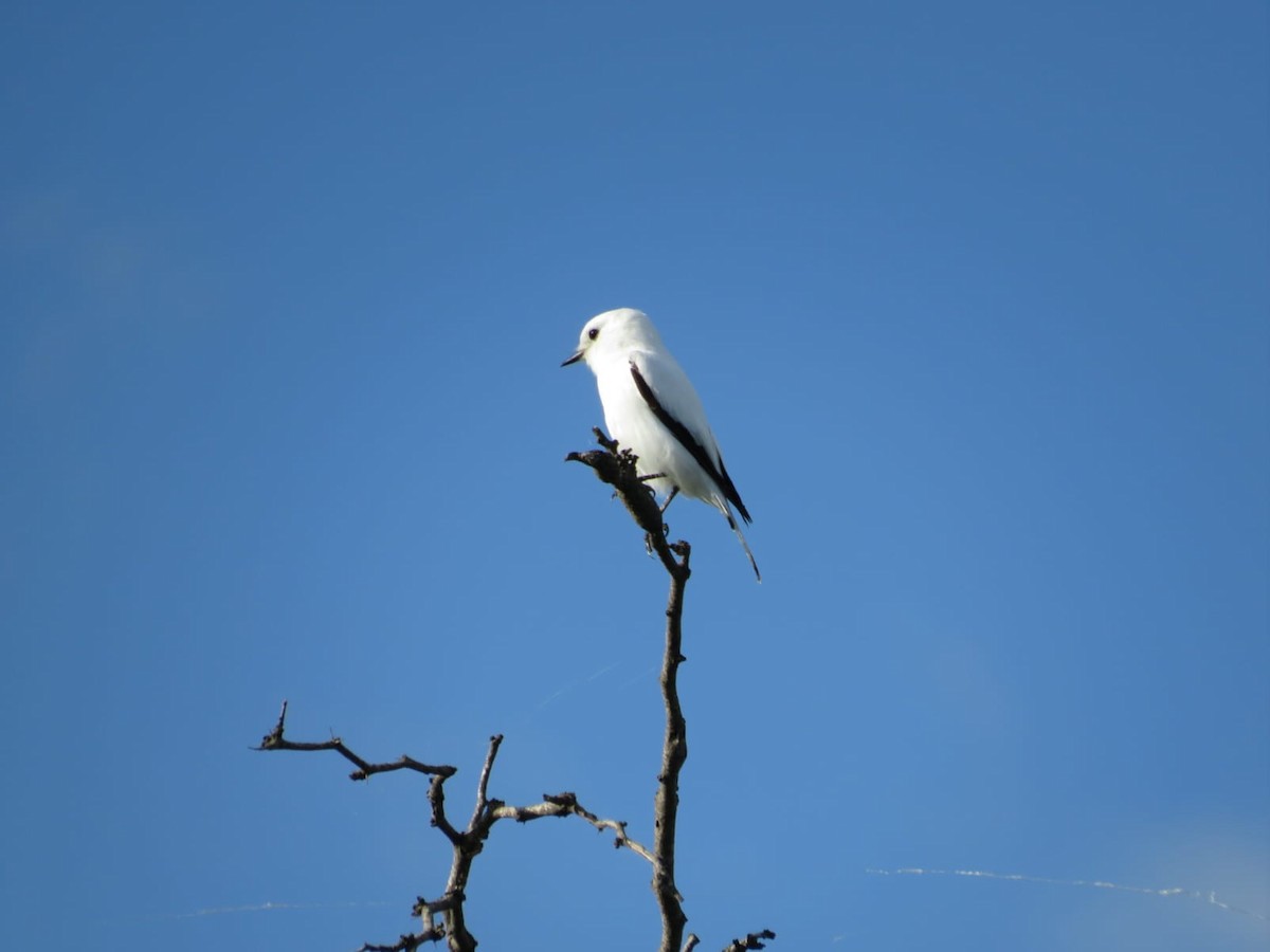 White Monjita - ML424920921