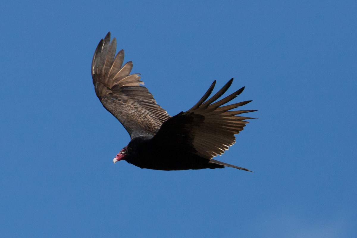 Urubu à tête rouge - ML424922941