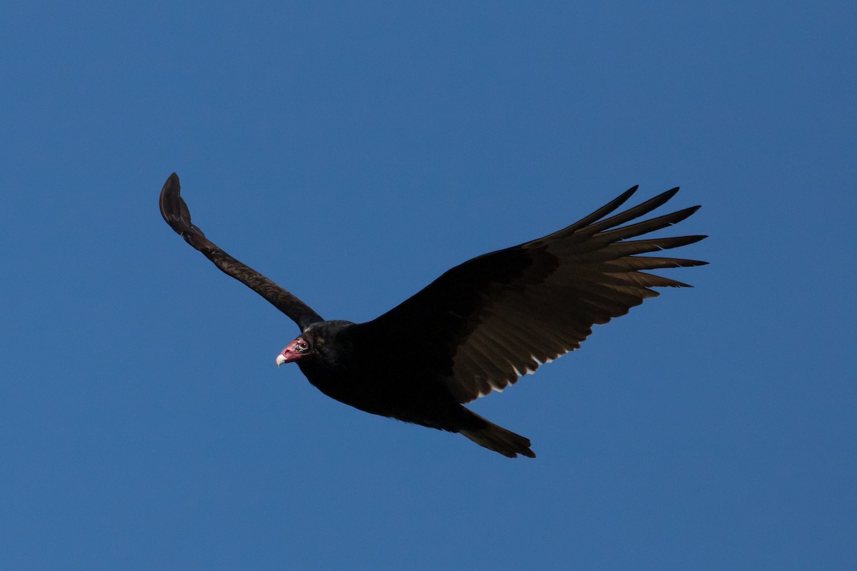 Turkey Vulture - ML424922951