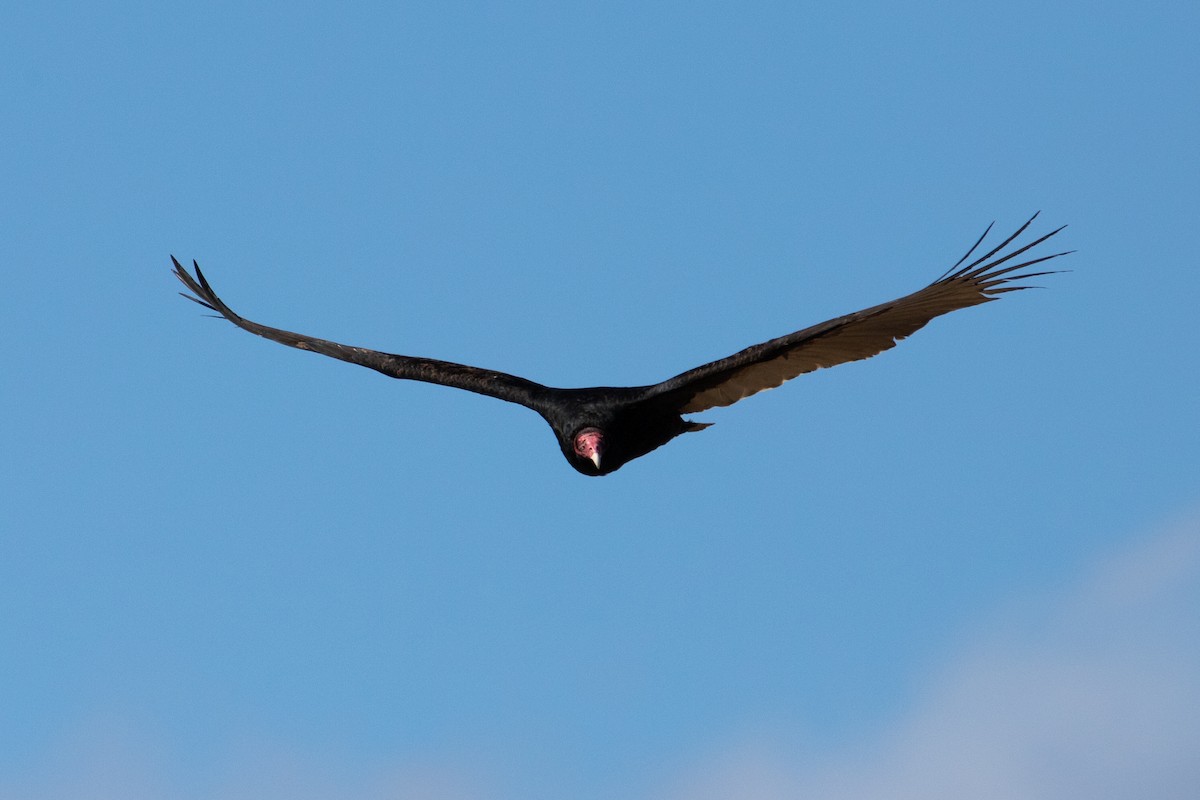 Urubu à tête rouge - ML424922991