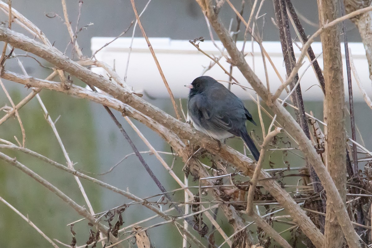 Dark-eyed Junco - Cameron Johnson