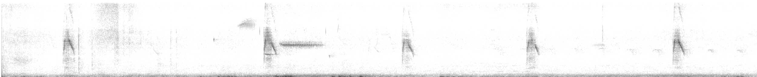 Weißbauch-Dickichtschlüpfer - ML424923601