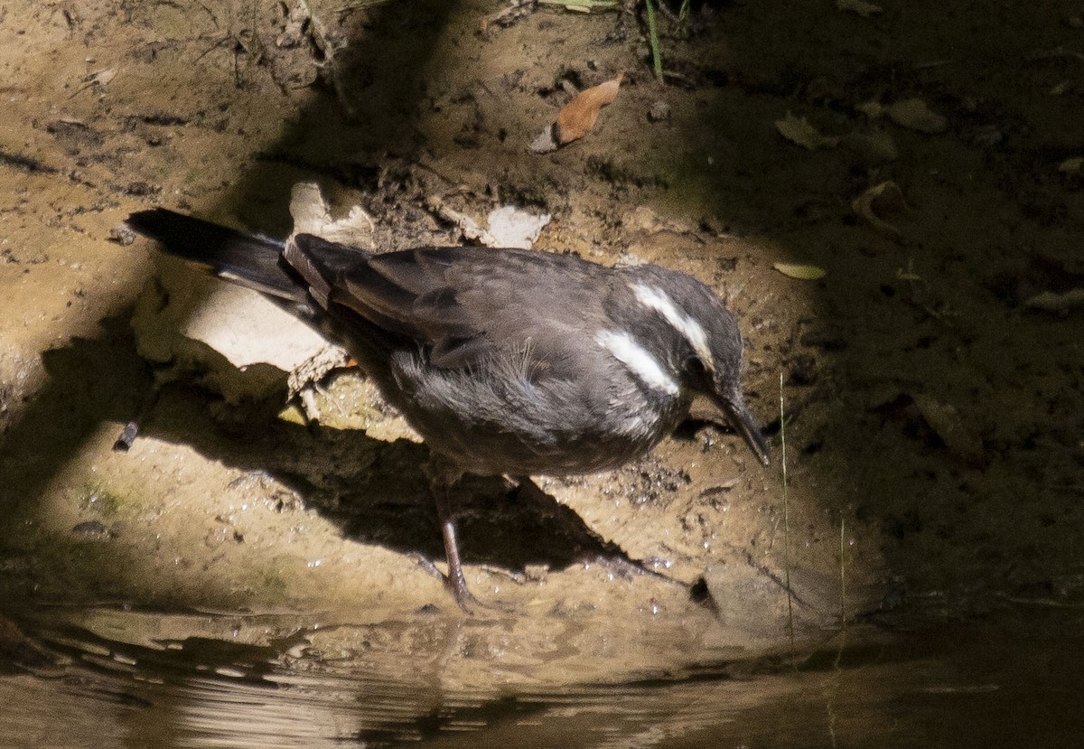 Dark-bellied Cinclodes - Annick Morgenthaler