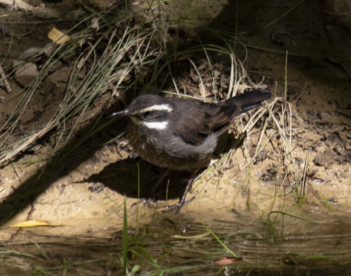 Dark-bellied Cinclodes - ML424924441