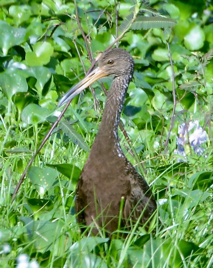 Limpkin - Neil Wingert