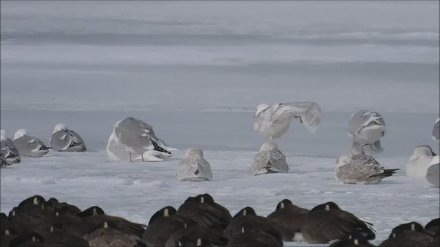 Glaucous Gull - ML424926391