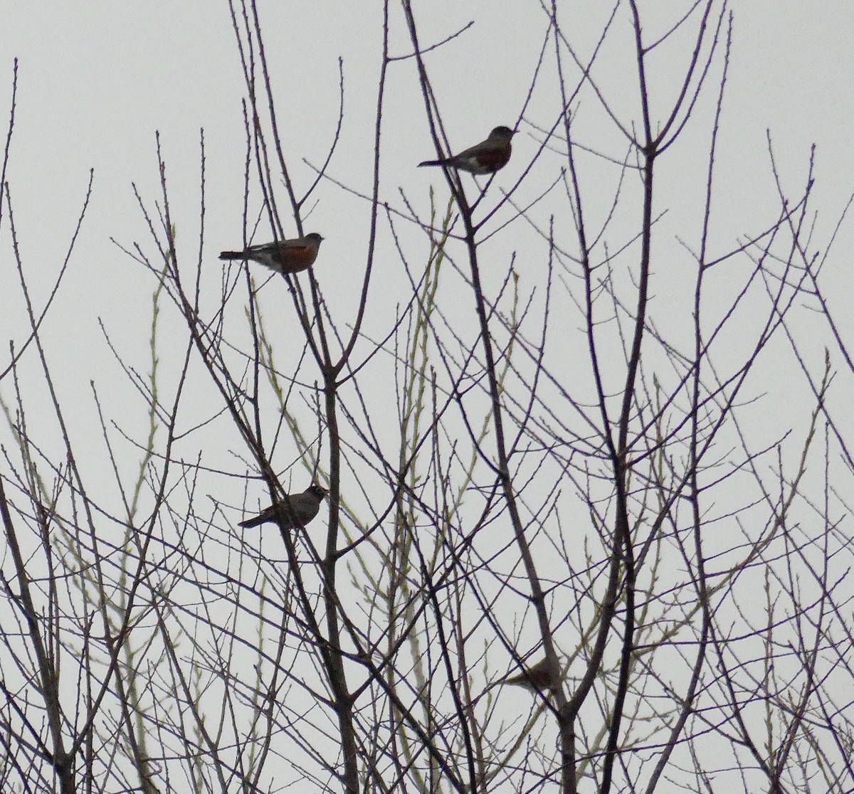 American Robin - ML42492861